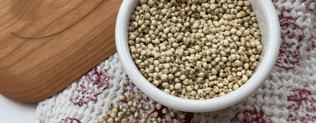 Sorghum